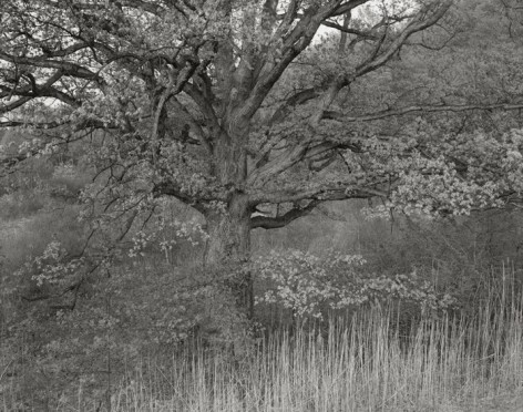 Oak Tree, Holmdel, NJ, 1970