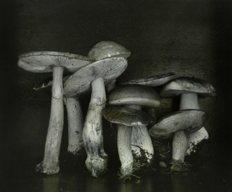 Untitled (mushrooms), Wiepersdorf, 2010, Gelatin silver print with applied oil paint