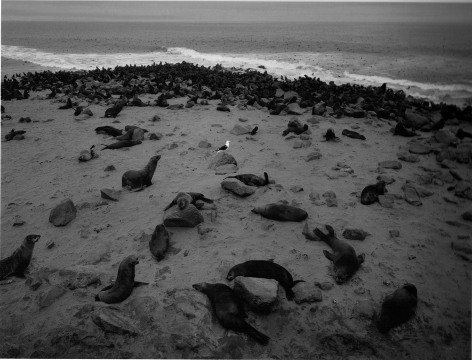 Skeleton Coast, Namibia,&nbsp;2005, Gelatin silver print