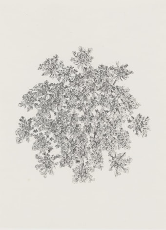 Denis Brihat (b. 1928, Paris), Fleur de carotte sauvage (Wild carrot flower),&nbsp;1971