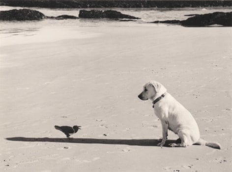 Pentti Sammallahti (b. 1950, Helsinki), Western Cape, South Africa (dog and bird), 2002
