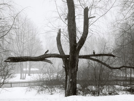 Pentti Sammallahti (b. 1950, Helsinki), Helsinki, Finland (birds on broken branch), 2002