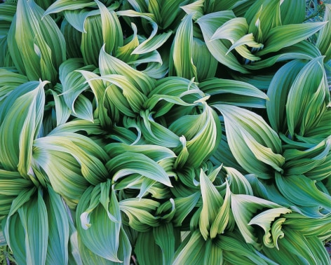 Christopher Burkett (b. 1951, Pacific Northwest)