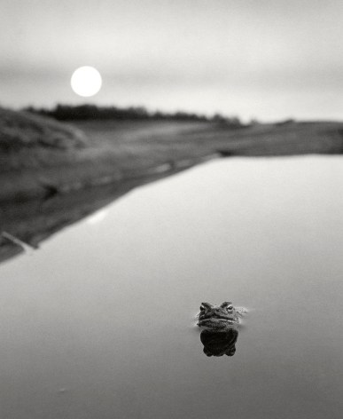 Pentti Sammallahti Ristisaari, FInland (frog in water), 1974