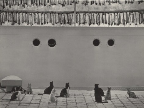 cats and dried fish, iceland