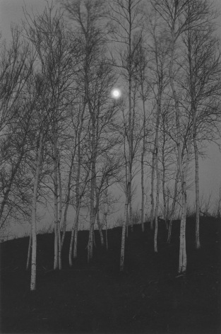 Birch Trees by Moonlight, The Adirondacks, NY, 1973
