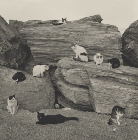 folegandros, greece (cats on rocks)