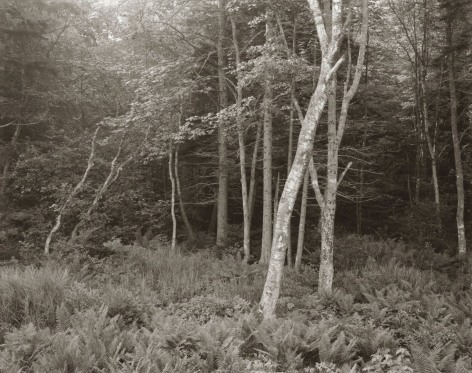 Woods, Port Clyde, Maine,&nbsp;1970