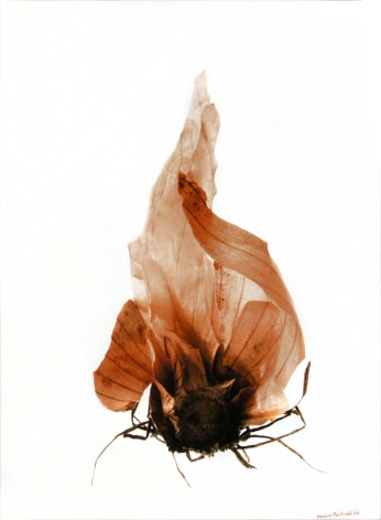 La peau et les racines de l&#039;oignon&nbsp;(Onion skin and roots), 2002