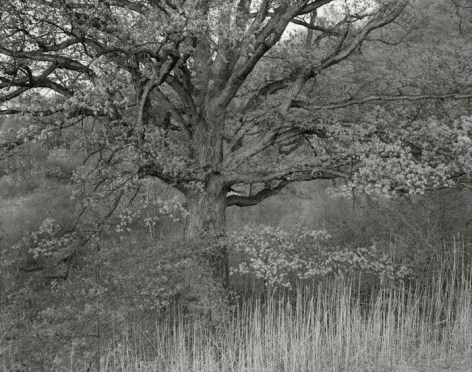 Oak Tree, Holmdel, New Jersey, 1970