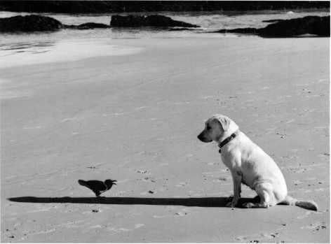 Western Cape, South Africa (bird and dog),&nbsp;2002