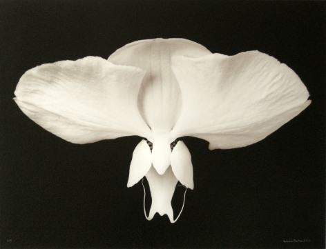 Orchid&eacute;e&nbsp;(Orchid), 1985, printed 1987
