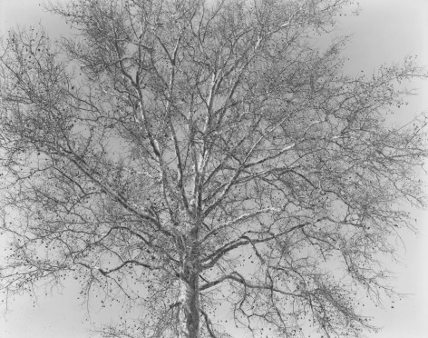 Sycamore Tree, Paterson, NJ, 1967