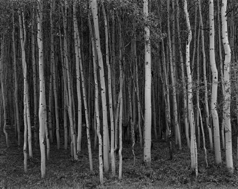 Aspen Grove, Aspen, Colorado,&nbsp;1969