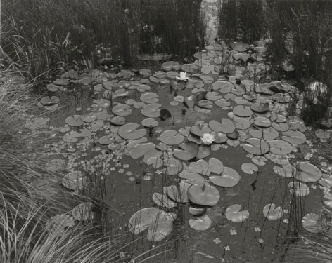 Aquatic Plants #1, Saddle River, New Jersey, 1967, printed 2007