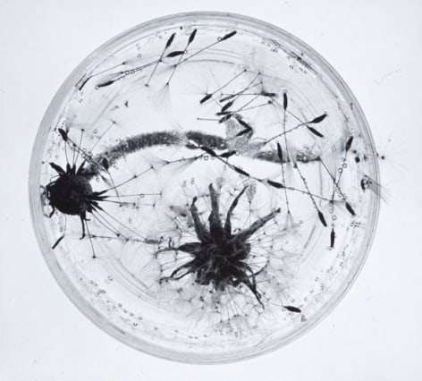 Grete Stern Dandelions, 1930