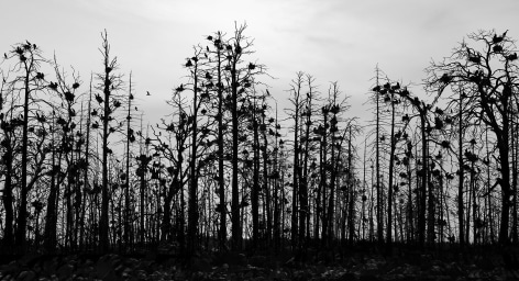 Ryssmasterna, Sweden