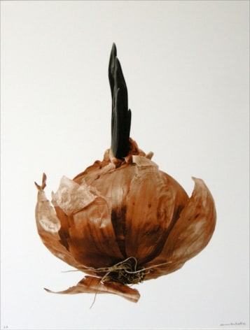 Oignon germ&eacute; (Sprouted onion), 2004