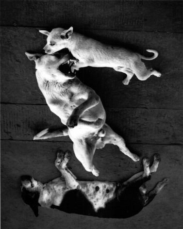 Varanasi, India (Dogs Rolling),&nbsp;1999, Gelatin silver print