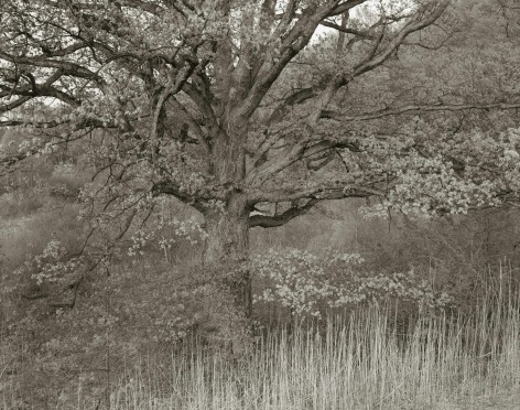 Oak Tree, Holmdel, New Jersey,&nbsp;1970
