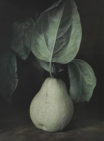 Untitled (Quince), Jena, 2014, Gelatin silver print with applied oil paint