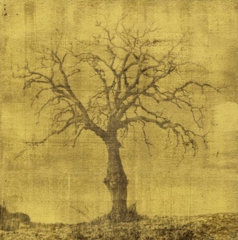 Lucretia Moroni (b. 1960, Milan), Oak Tree, 2020