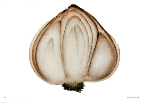 Oignon (Onion), 2002&nbsp;, Edition 3/10
