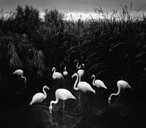 Pentti Sammallahti (b. 1950, Helsinki), Mt. Etjo, Namibia (Flamingos), 2005