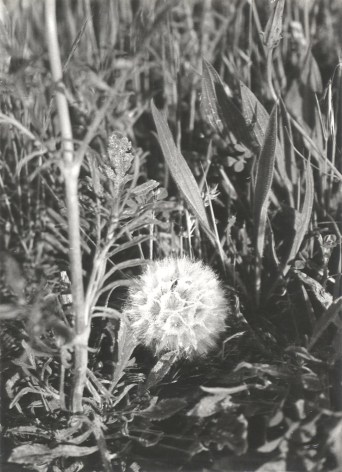 Petit chardon (small thistle), 1970