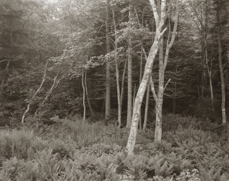 Woods, Port Clyde, Maine, 1970