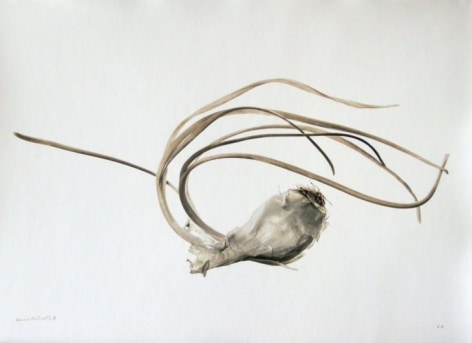 Petit oignon blanc (Small white onion), 2002