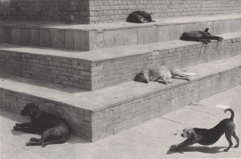swayambhunath, nepal (dogs on steps)