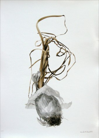 Oignon Blanc (white onion), 2002, printed 2005