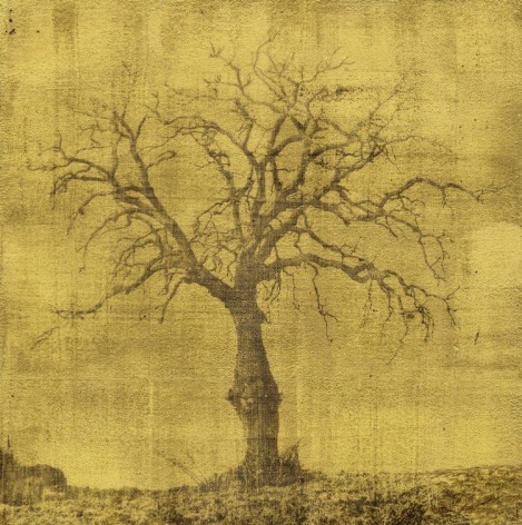 oak tree large