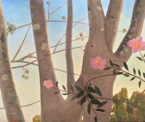 Chatwood Tree with Camellias, 2016