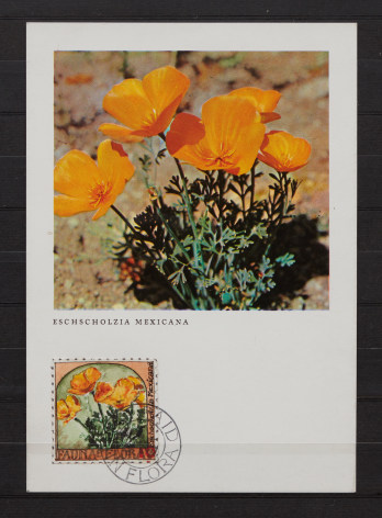 Donald Evans Fauna and Flora, 1945. Wildflowers (Yellow Poppy: Eschscholzia mexicana).