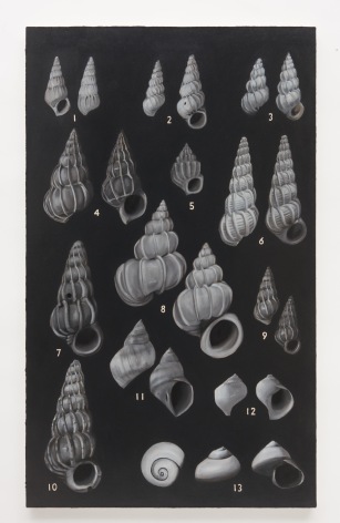Jen Mazza Shells (2), 2017