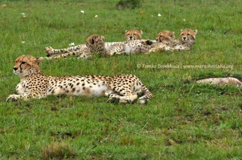 Mara Cheetah Project-Malaika and cubs