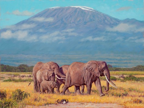 The Plains of Kilimanjaro, 2014