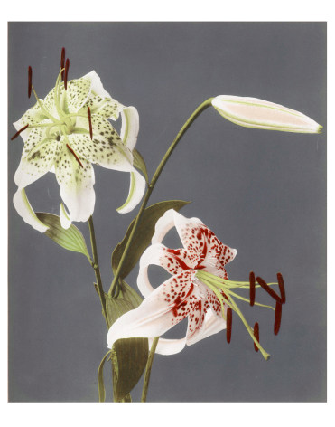 Ogawa, Lilium speciosum, c. 1897