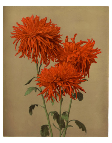 Ogawa, Chrysanthemum, (Orange), c. 1897