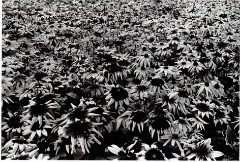 Moriyama, Sunflowers, Letter to Nakahira Takima, 1988