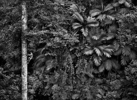 Sebastião Salgado, Mentawai climbing a gigantic tree to collect durian fruit. Siberut Island. West Sumatra. Indonesia, 2008, gelatin silver print, 146 x 200 cm (57.5 x 78.7 inches)