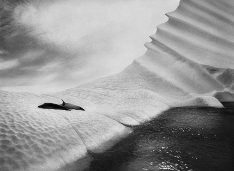 Sebastião Salgado, Weddell seals on an iceberg, Antarctic Peninsula, 2005, gelatin silver print, 50.8 x 61 cm (20 x 24 inches)