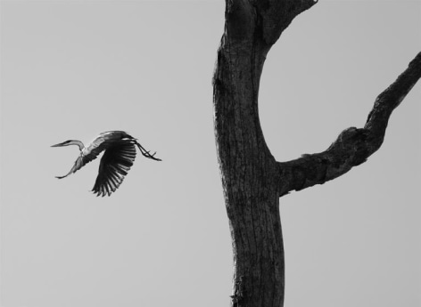 The garça moura, or Cocoi heron, Pantanal, Mato Grosso do Sul, Brazil, 2011, gelatin silver print, 61 x 88.9 cm (24 x 35 inches)