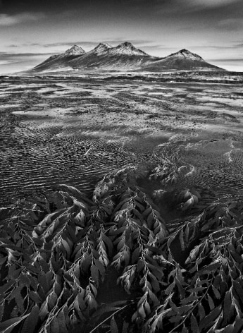 Marine algae, known as giant bladder kelp, the mountains of Steeple Jason Island are visible in the background, Falkland Islands, 2009, gelatin silver print, 35 x 24 inches/88.9 x 61 cm