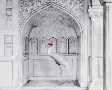 Karen Knorr, Homage to Ustad Mansur, Red Fort, Agra, 2017, Hahnemühle ink jet print, 122 x 152 cm (48 x 59.8 inches)