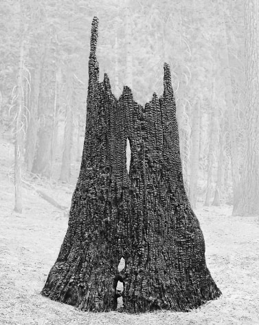 Michael Cone, Eyed Stump, Yosemite, CA Hextone photograph printed with carbon pigment ink on Hahnemuhle Photo Rag paper 21.5 x 27&quot;