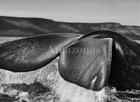 Sebasti&atilde;o Salgado, Southern Right Whale, Vald&eacute;s Peninsula, Argentina, 2004, gelatin silver print, 50 x 68 inches/180 x 125 cm. &copy; Sebasti&atilde;o Salgado/Amazonas Images