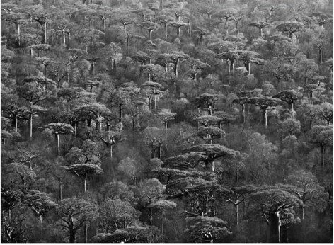 Sebastião Salgado, Adansonia Grandidieri, 2010, gelatin silver print, 91.4 x 127 cm (36 x 50 inches)
